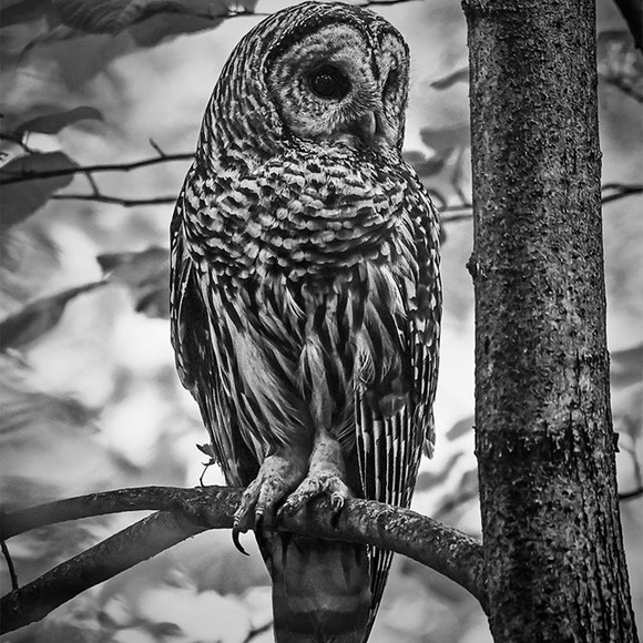 Meet your Posher, Laura - Picture 6 of 8